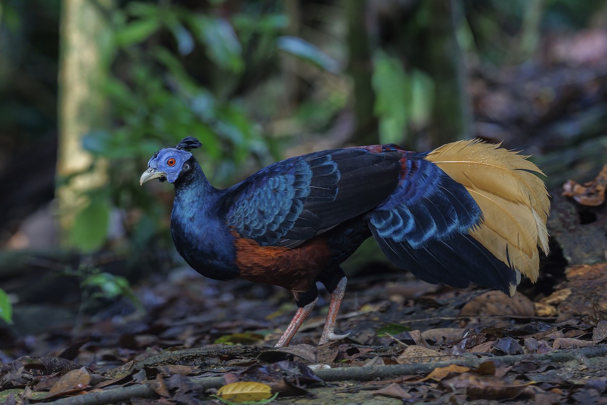 Borneo Mavi İbikli Sülünü - ML642274585