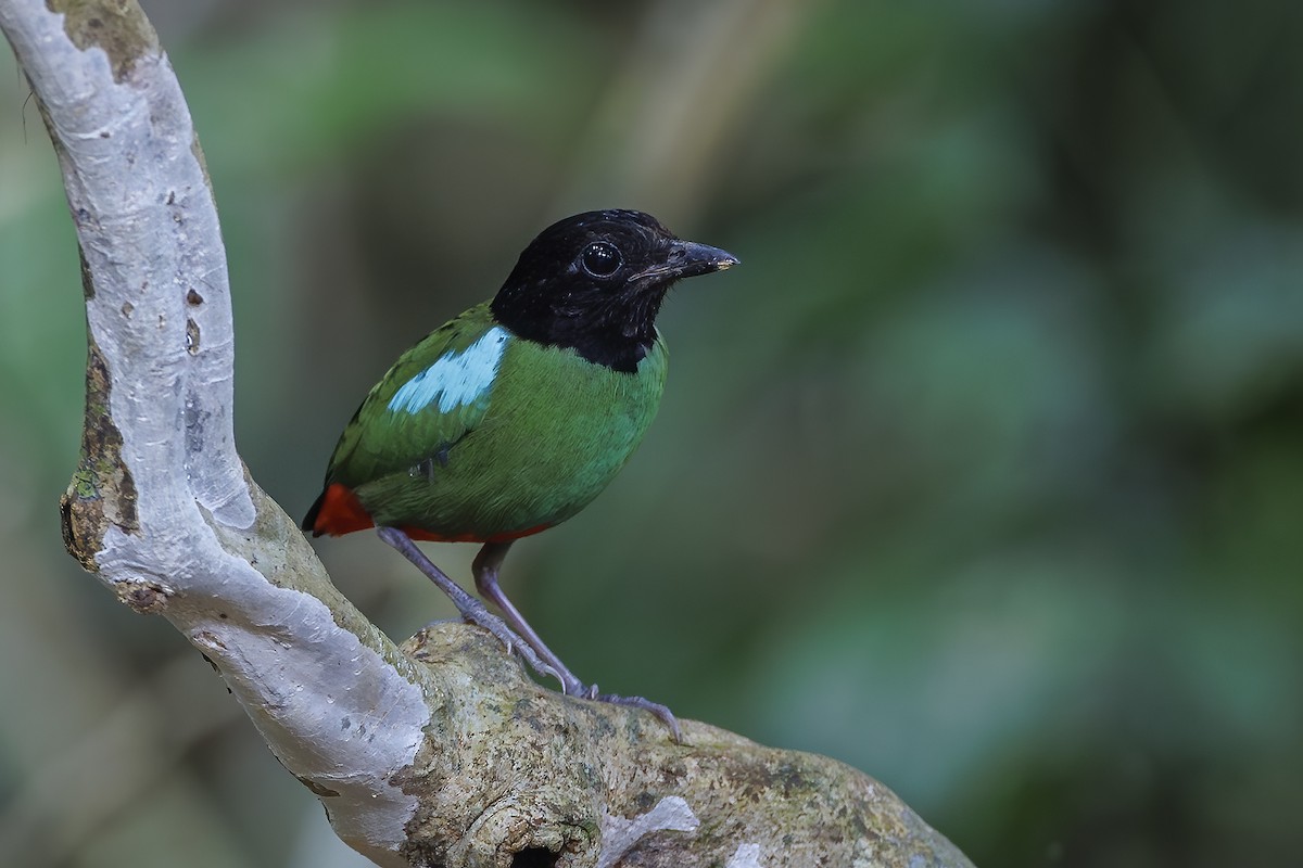 Western Hooded Pitta - ML642274593