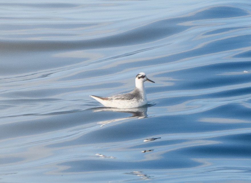 polarsvømmesnipe - ML642274594