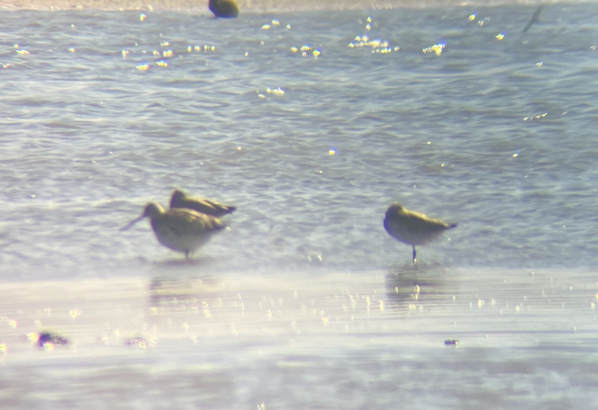 Bar-tailed Godwit - ML642274609