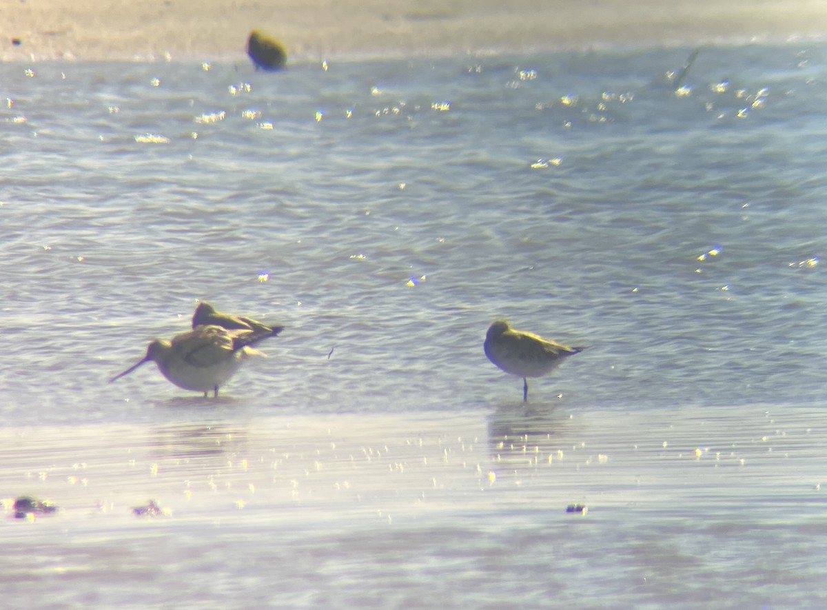 Bar-tailed Godwit - ML642274610