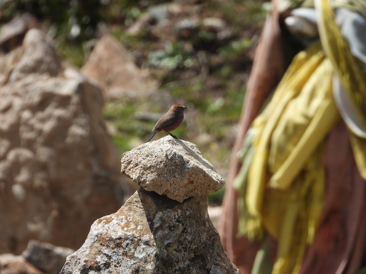 White-browed Tit-Warbler - ML642274612