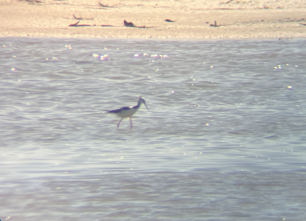 Pied Stilt - ML642274616