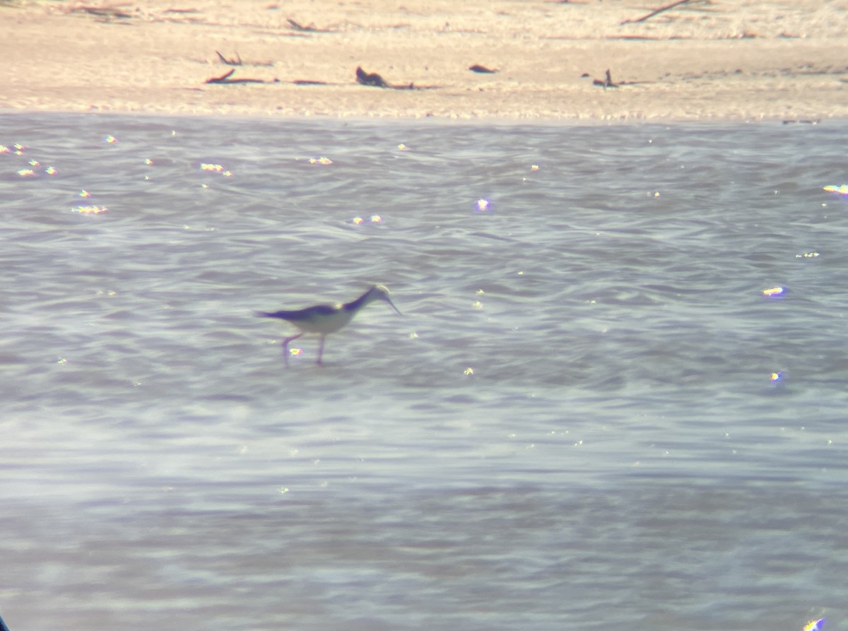 Pied Stilt - ML642274617