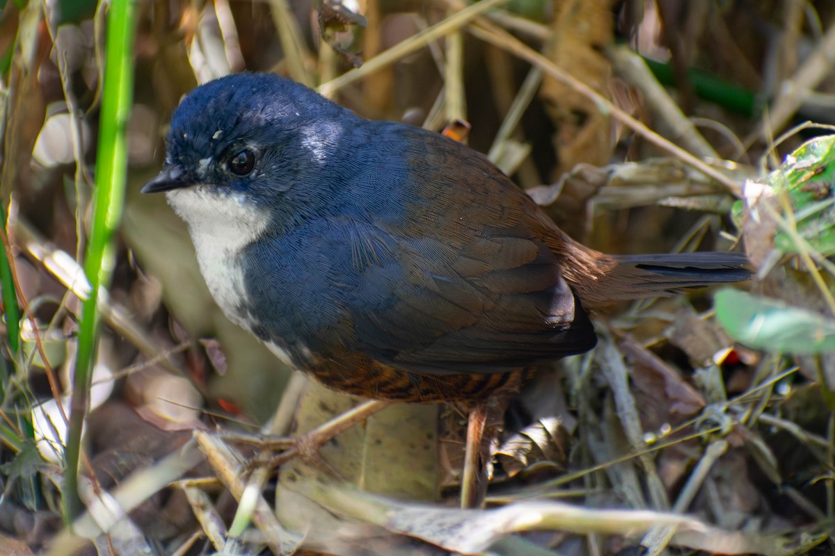 White-breasted Tapaculo - ML642274620
