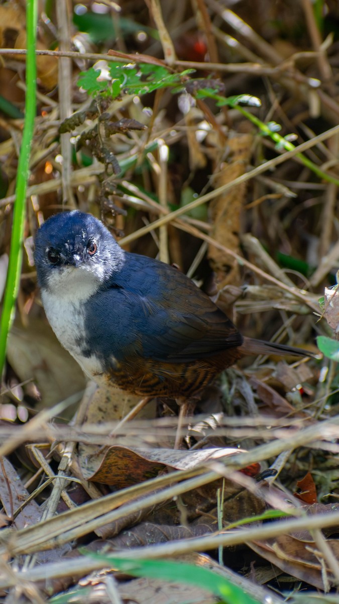 White-breasted Tapaculo - ML642274621