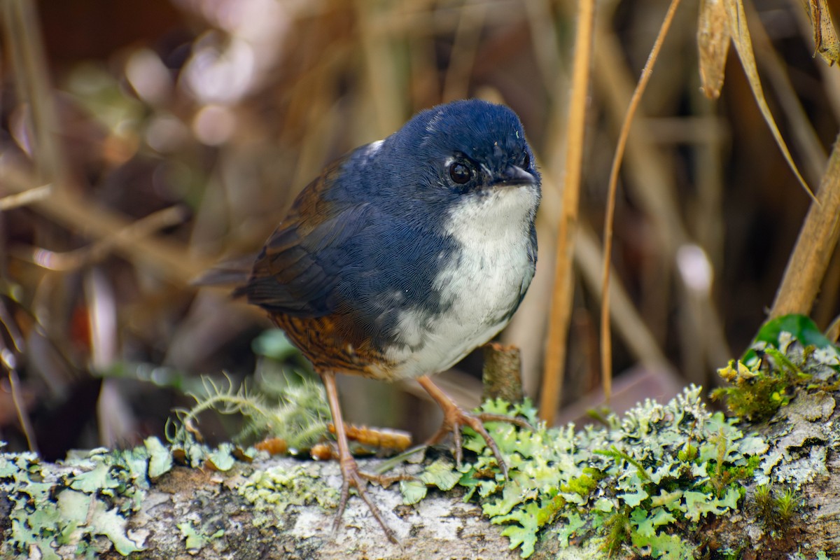 White-breasted Tapaculo - ML642274622