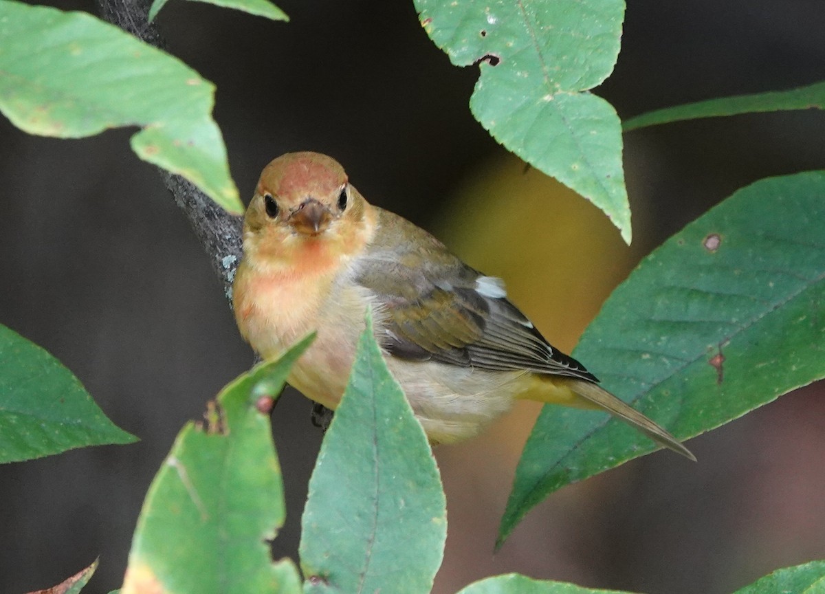 アカフウキンチョウ - ML642274625