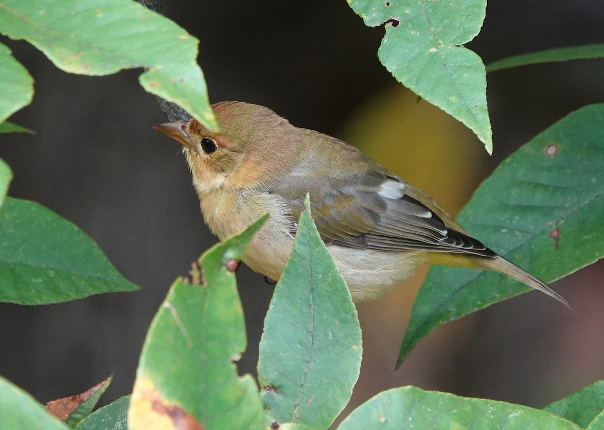 アカフウキンチョウ - ML642274626