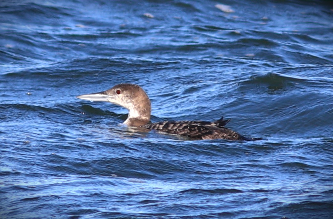 Plongeon huard - ML642274634