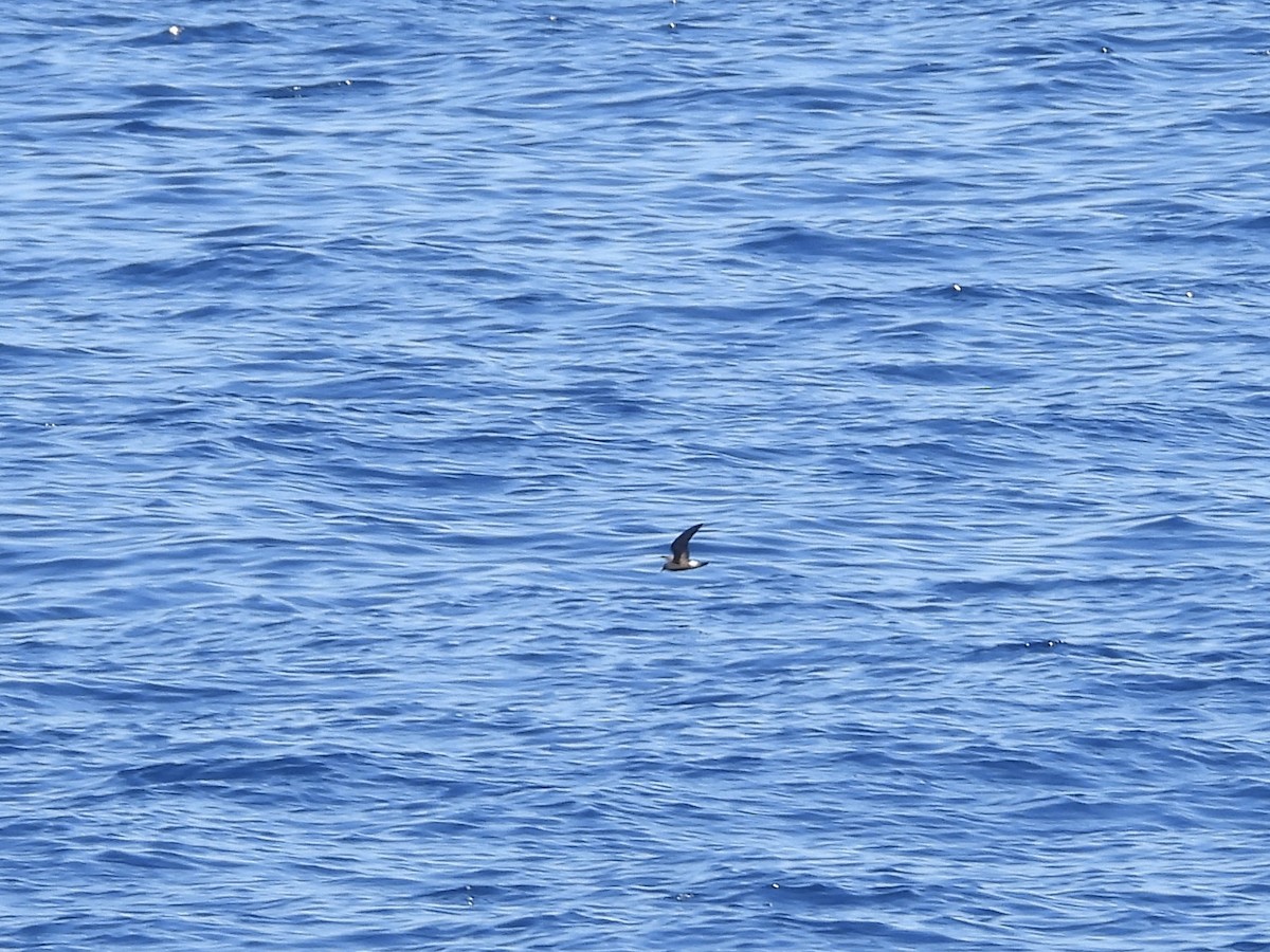 Townsend's Storm-Petrel - ML642274639