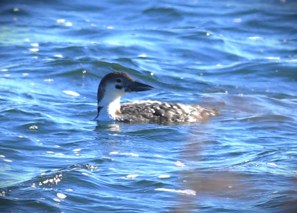 Plongeon huard - ML642274644