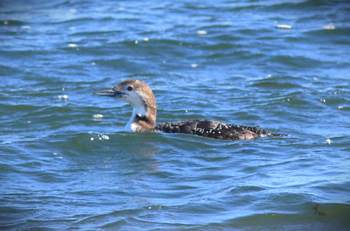 Plongeon huard - ML642274655
