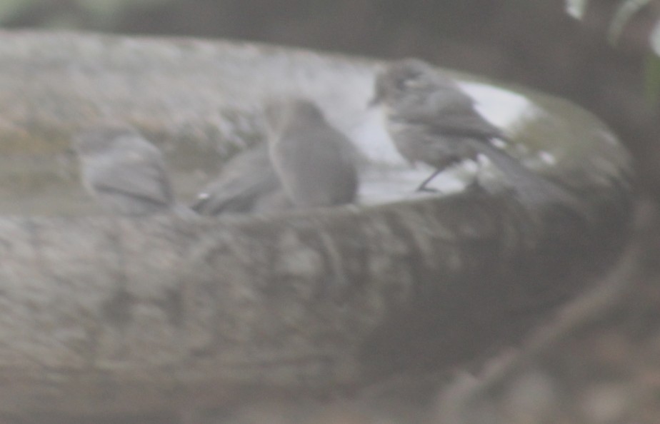 Bushtit - ML642274665