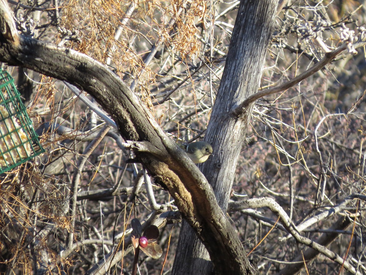 Ruby-crowned Kinglet - ML642274670