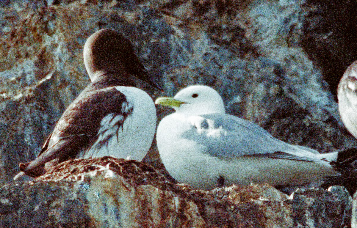 Black-legged Kittiwake - ML642274675
