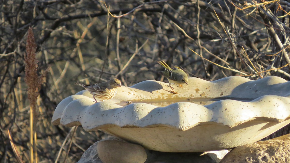 Ruby-crowned Kinglet - ML642274687