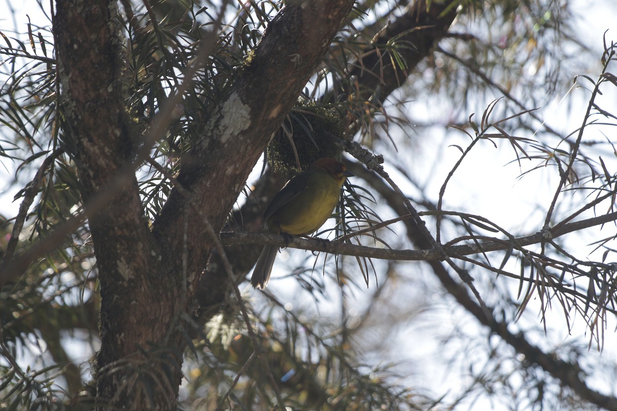 Fulvous-headed Brushfinch - ML642274696