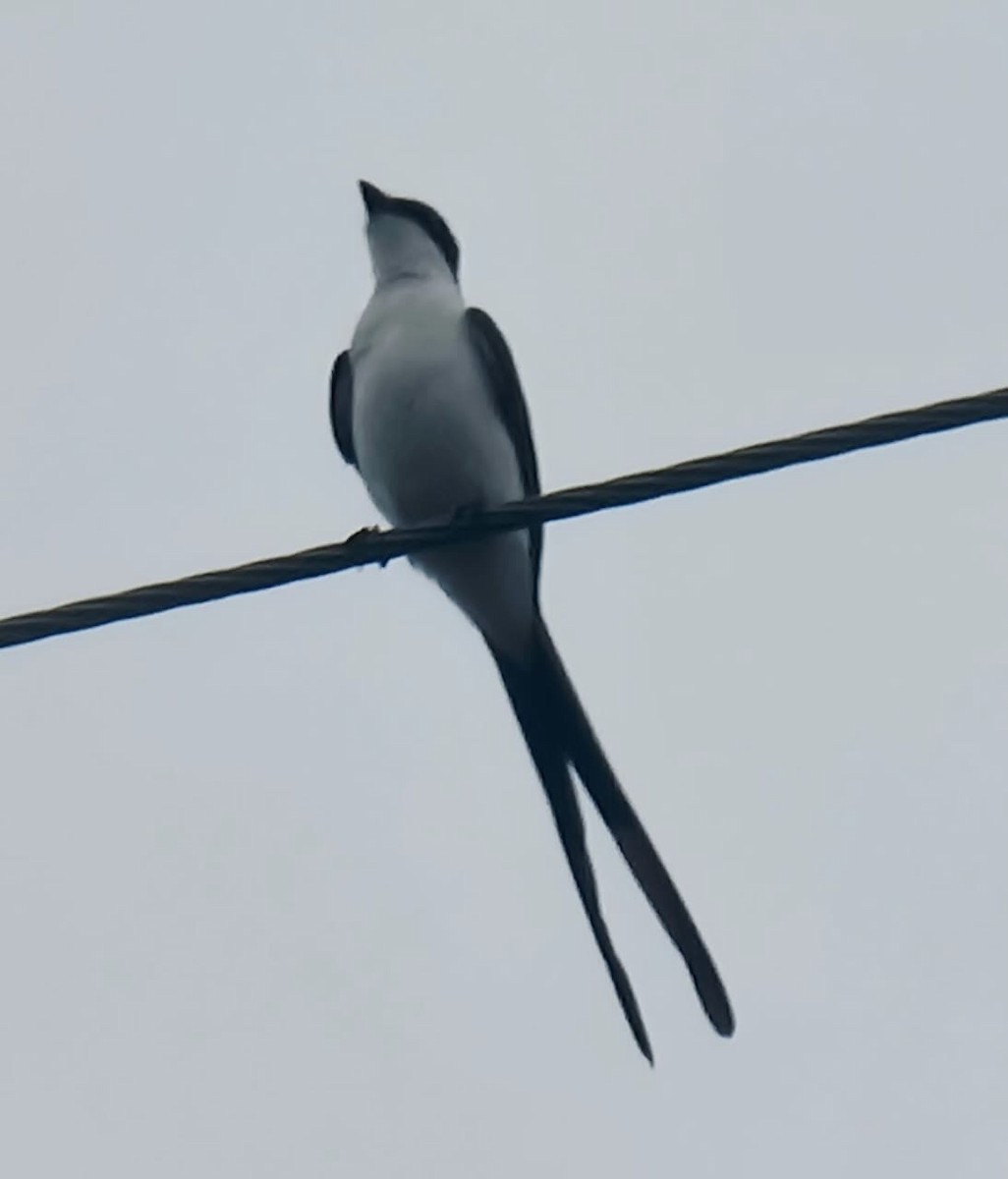 tyran savanový - ML642274708