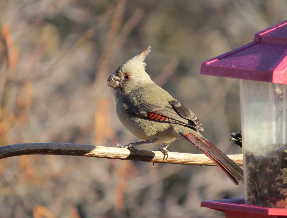 Pyrrhuloxia - ML642274712