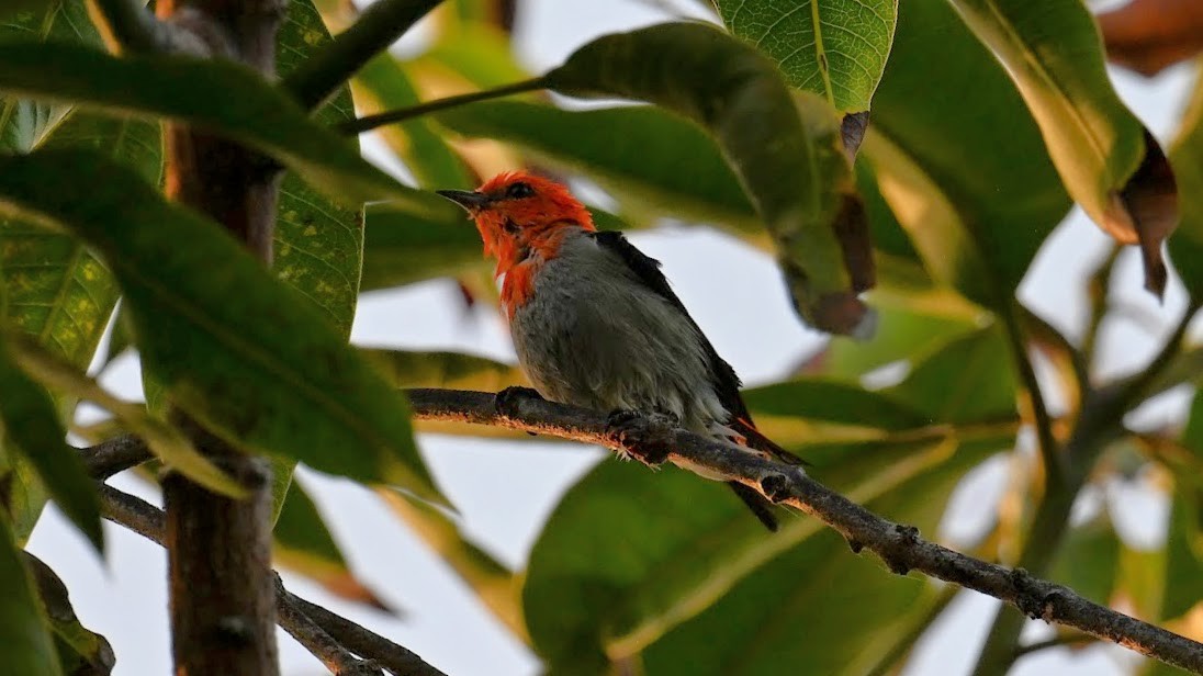 Scarlet-headed Flowerpecker - ML642274726