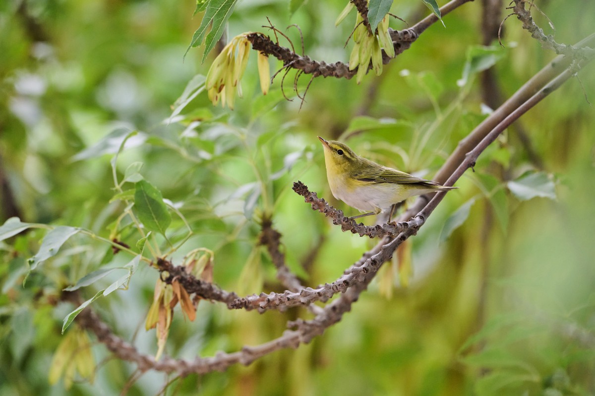Wood Warbler - ML642274730