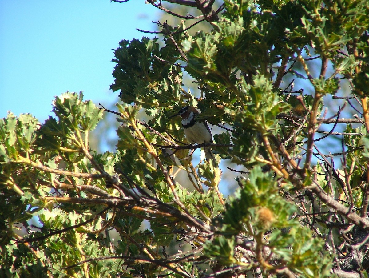 Western Spinebill - ML642274749