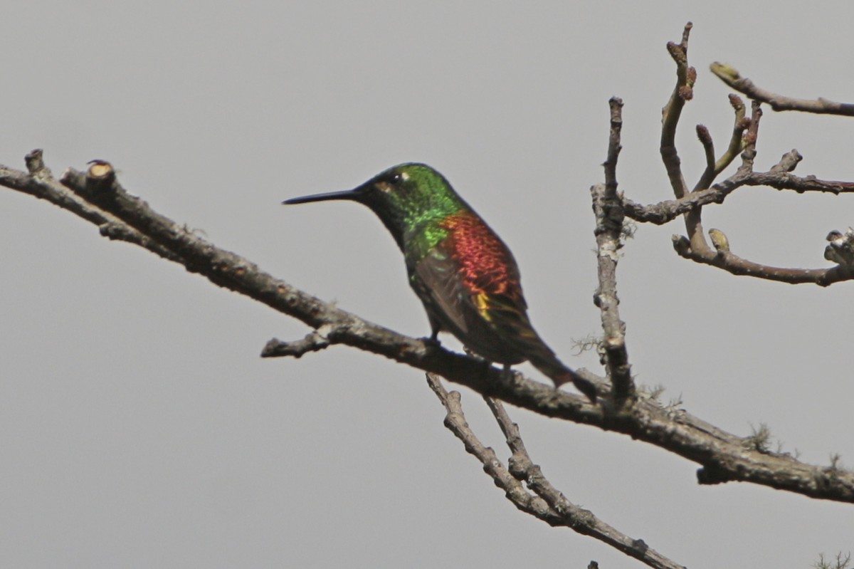 Red-tailed Comet - ML642274750
