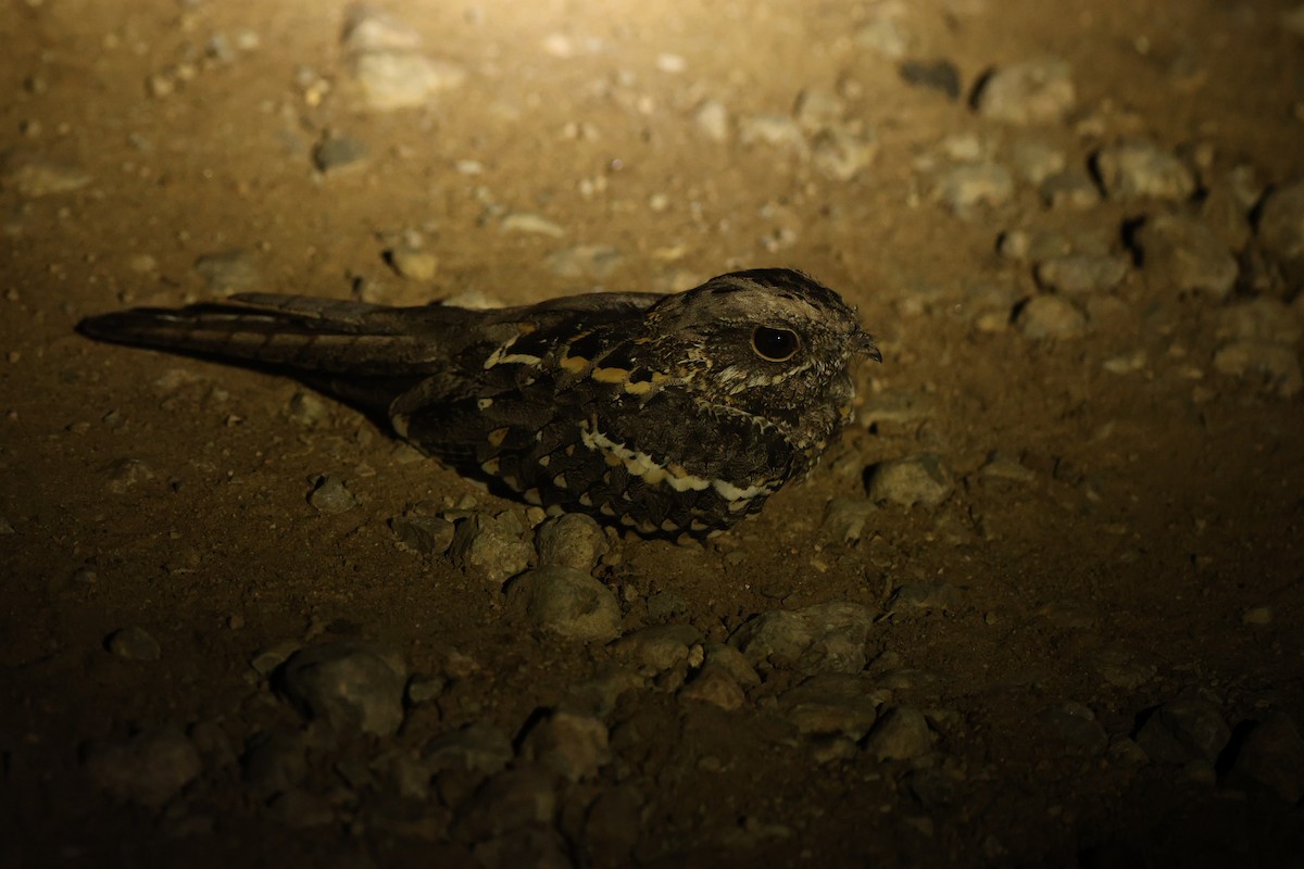Slender-tailed Nightjar - ML642274757