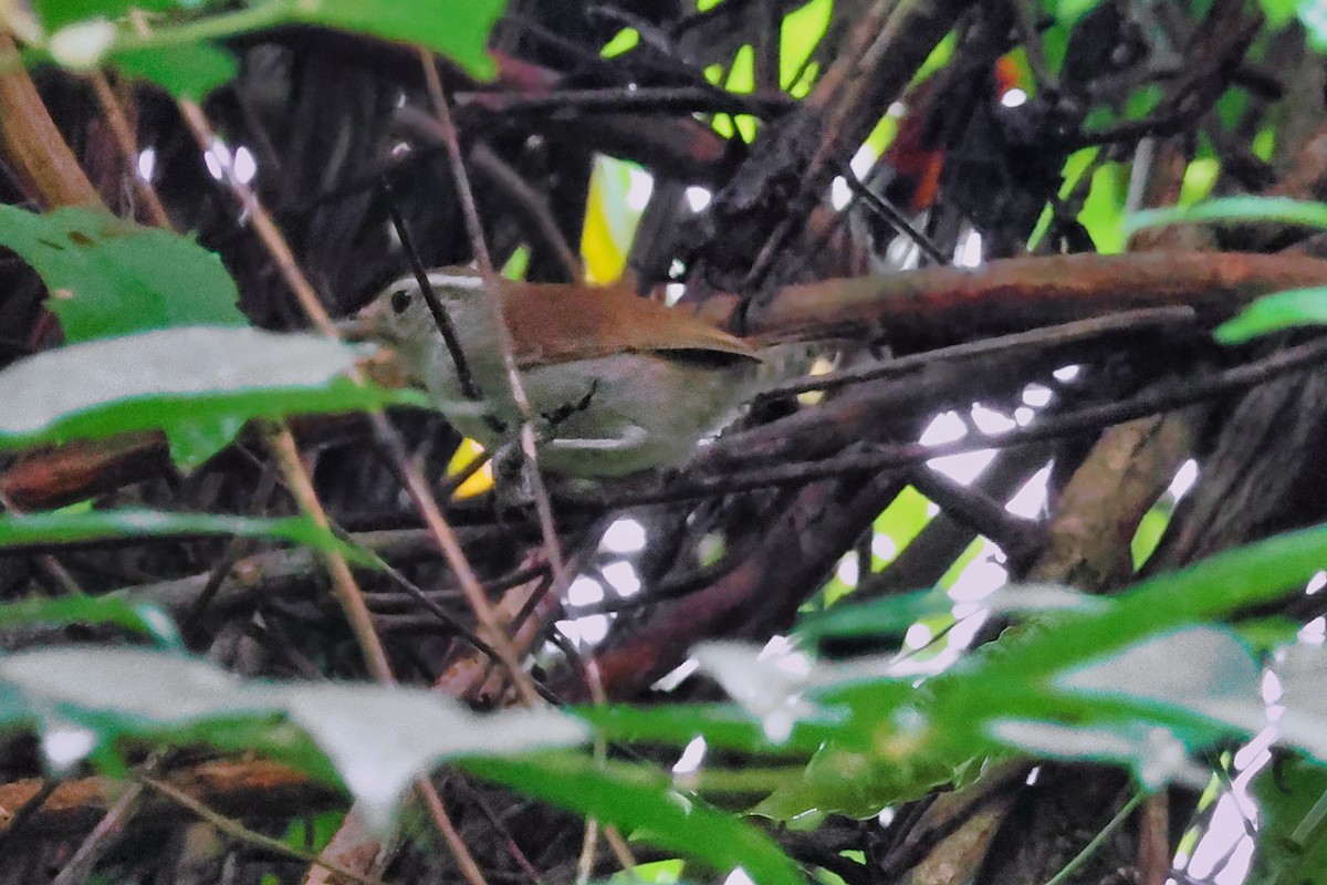 White-bellied Wren - ML642274773