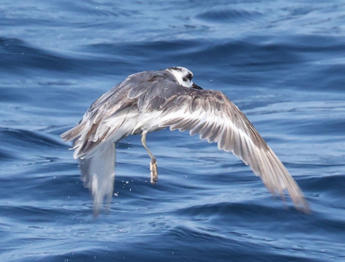 Red Phalarope - ML642274782