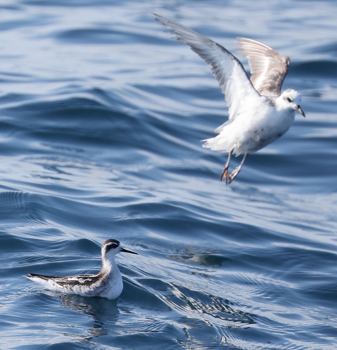 Red Phalarope - ML642274784