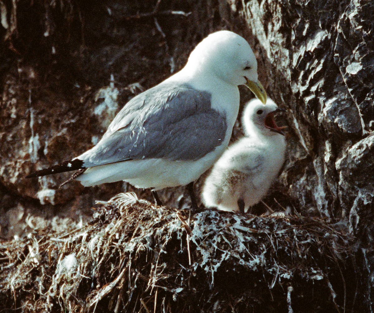 Black-legged Kittiwake - ML642274785