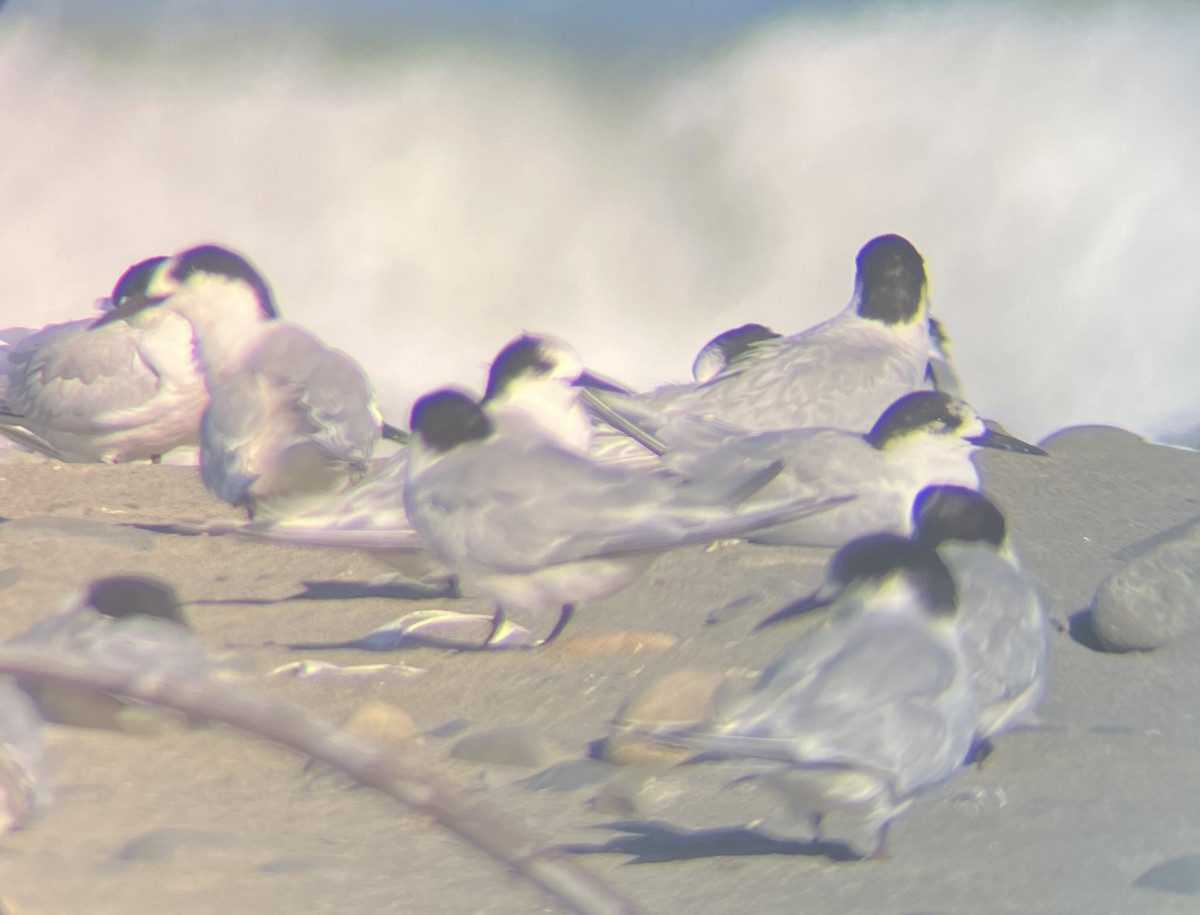 White-fronted Tern - ML642274790