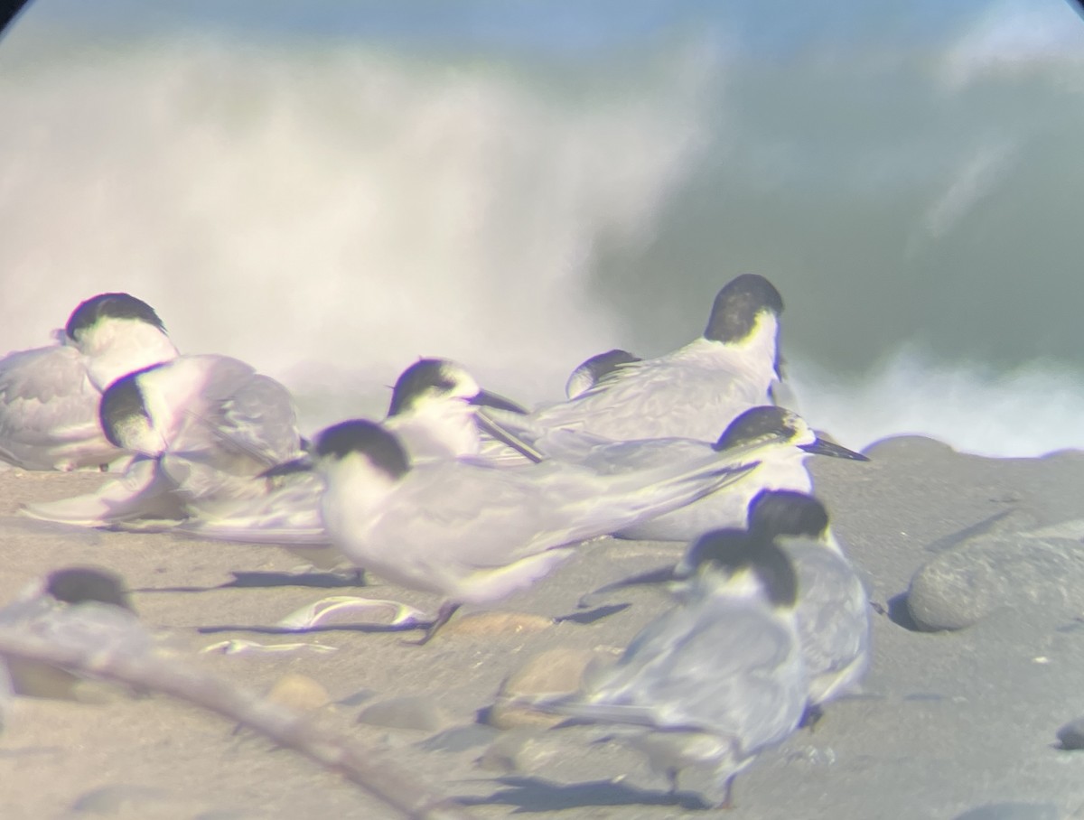 White-fronted Tern - ML642274791
