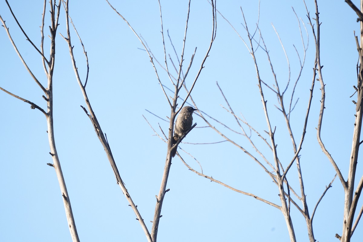 Black-lored Babbler - ML642274793