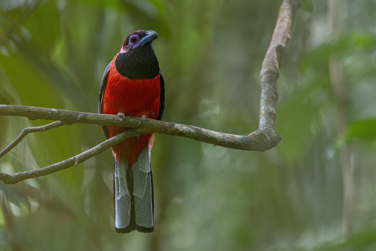 Diard's Trogon - ML642274797