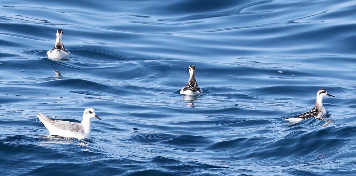Red-necked Phalarope - ML642274817