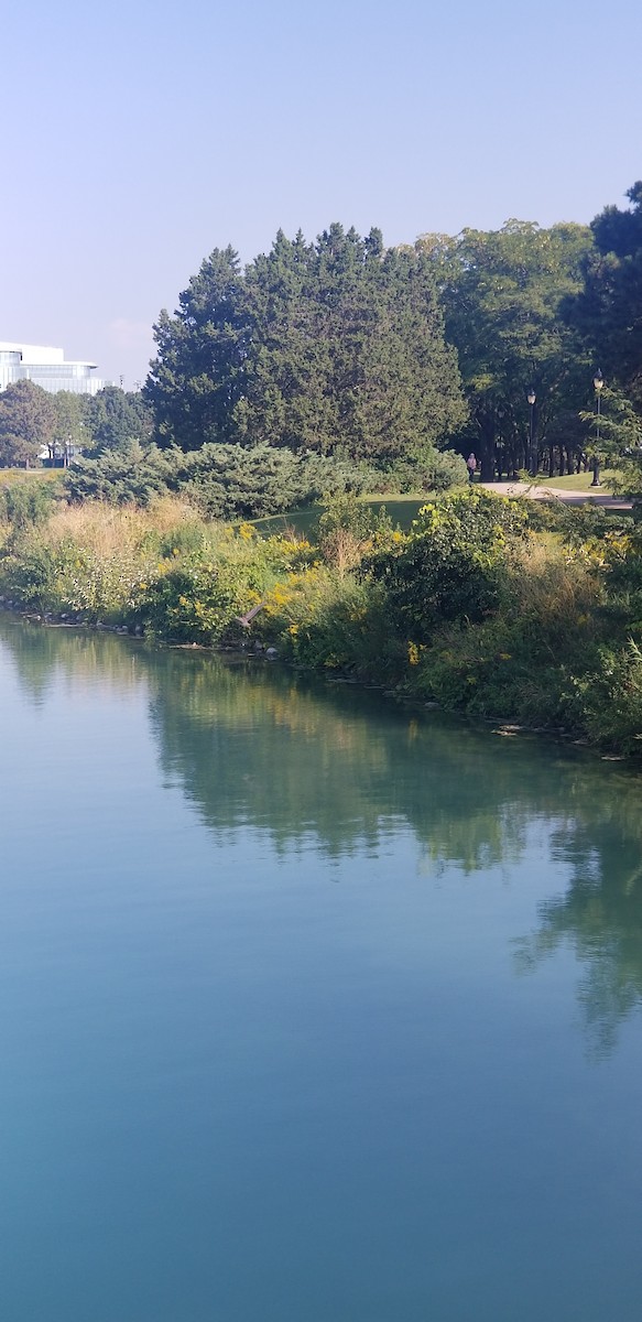 Black-crowned Night Heron - ML642274823