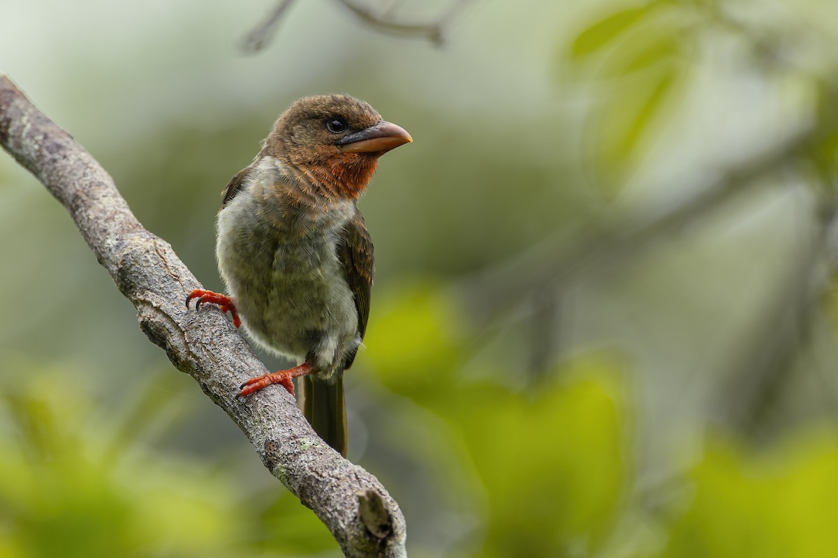 Brown Barbet - ML642274824