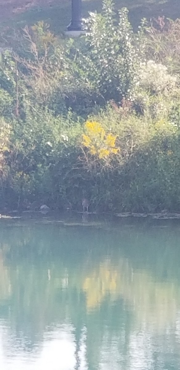 Black-crowned Night Heron - ML642274827