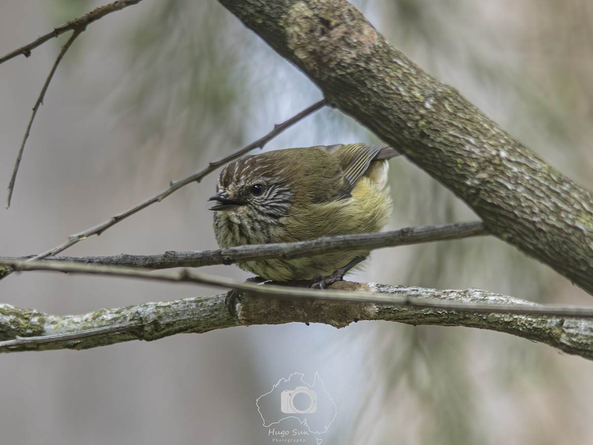 Striated Thornbill - ML642274845