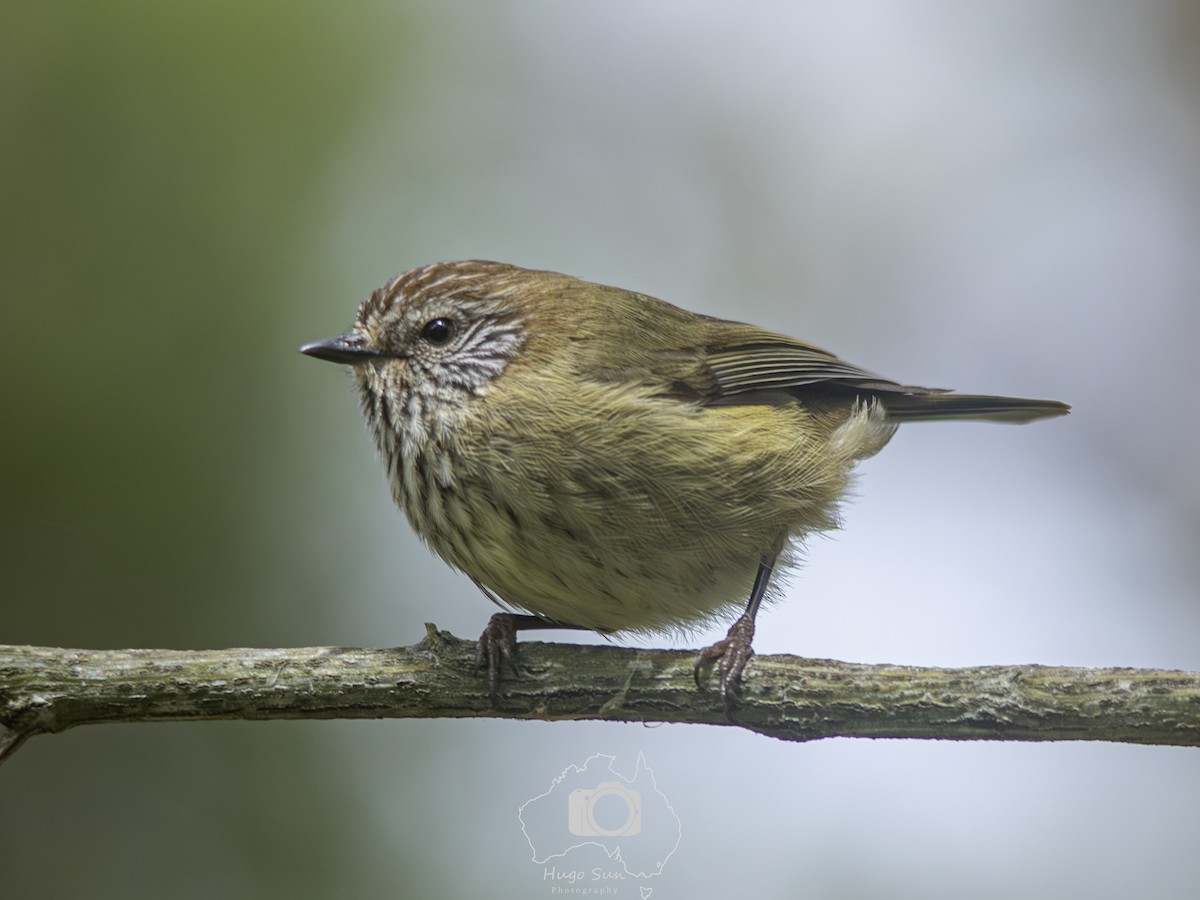 Striated Thornbill - ML642274846