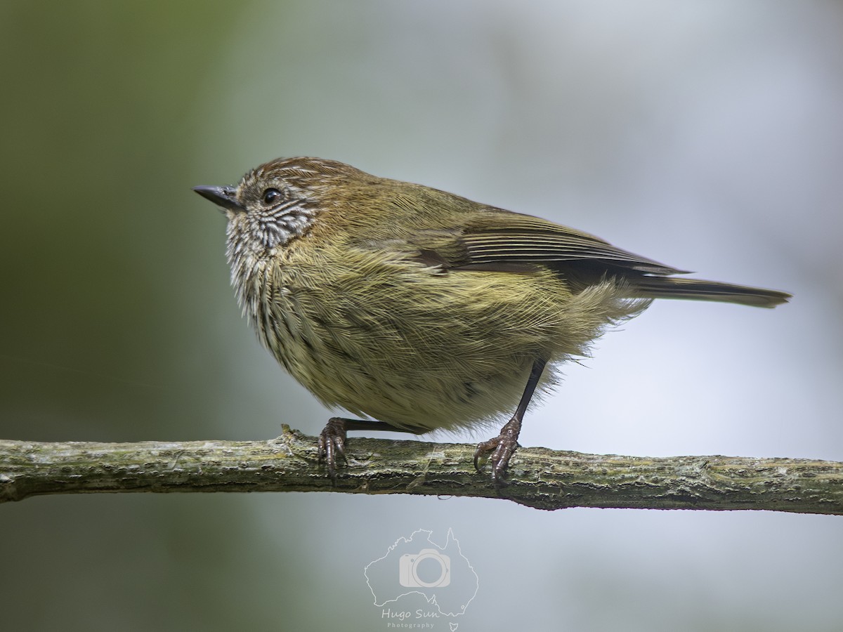 Striated Thornbill - ML642274847