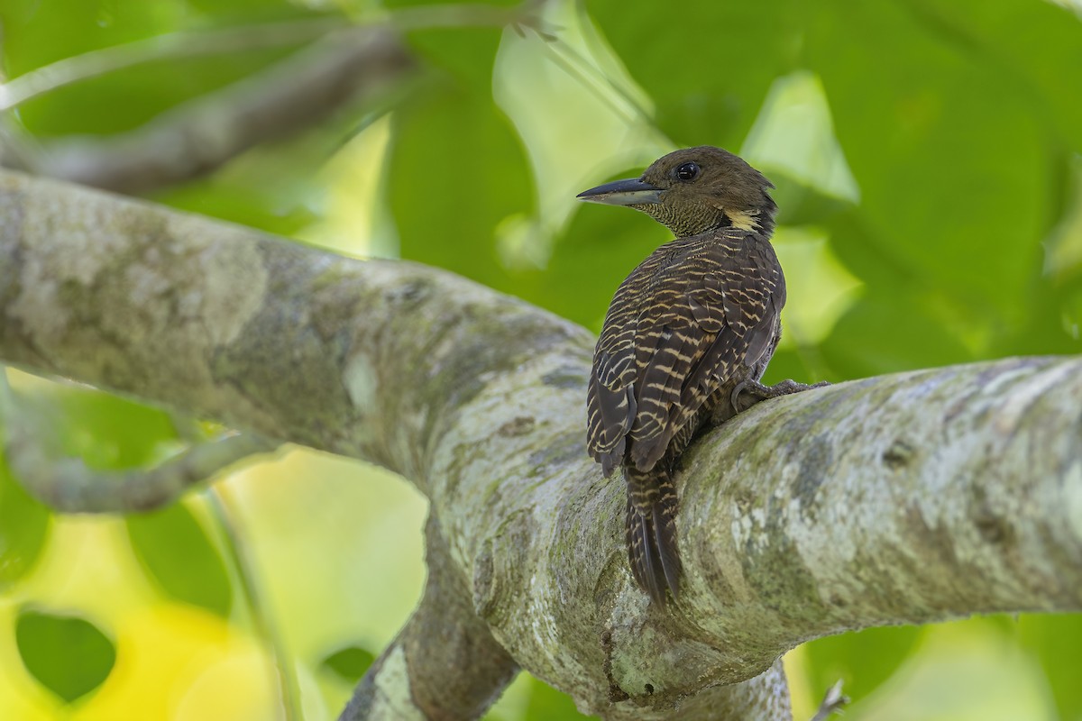 Buff-necked Woodpecker - ML642274856