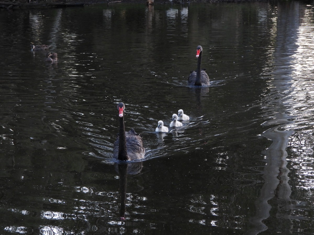 Black Swan - ML642274868