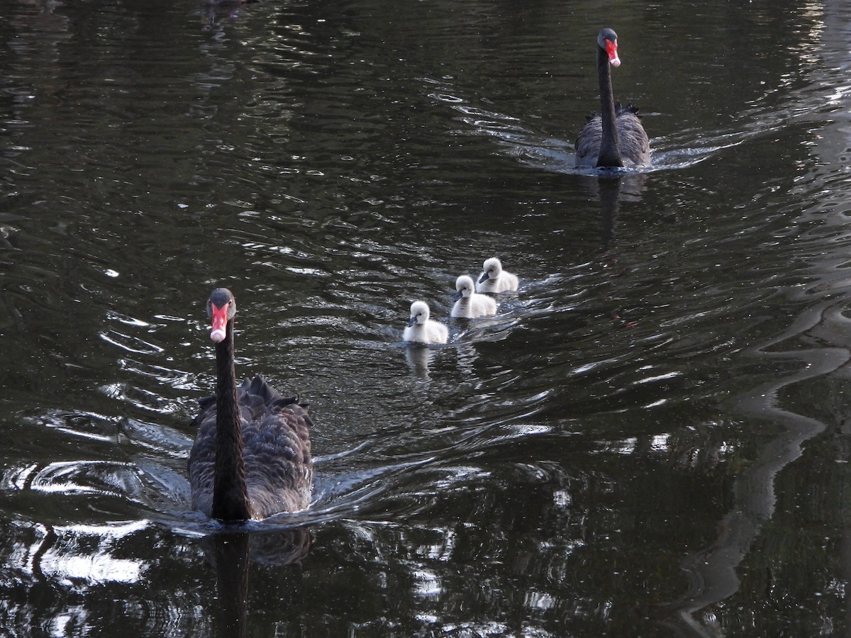 Black Swan - ML642274873