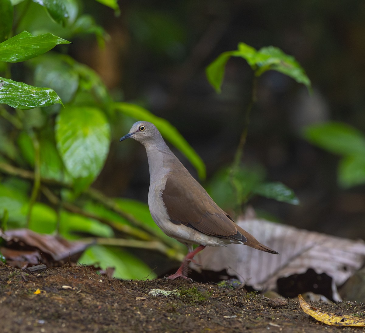 Pallid Dove - ML642274874