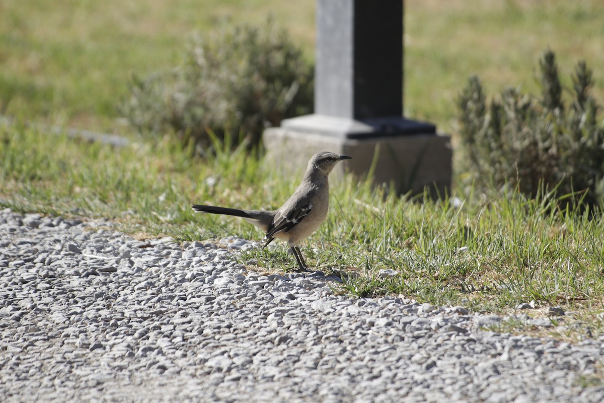 Patagonian Mockingbird - ML642274884