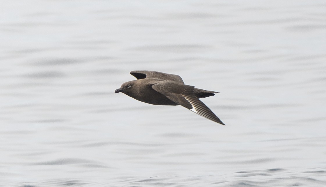 South Polar Skua - ML642274892